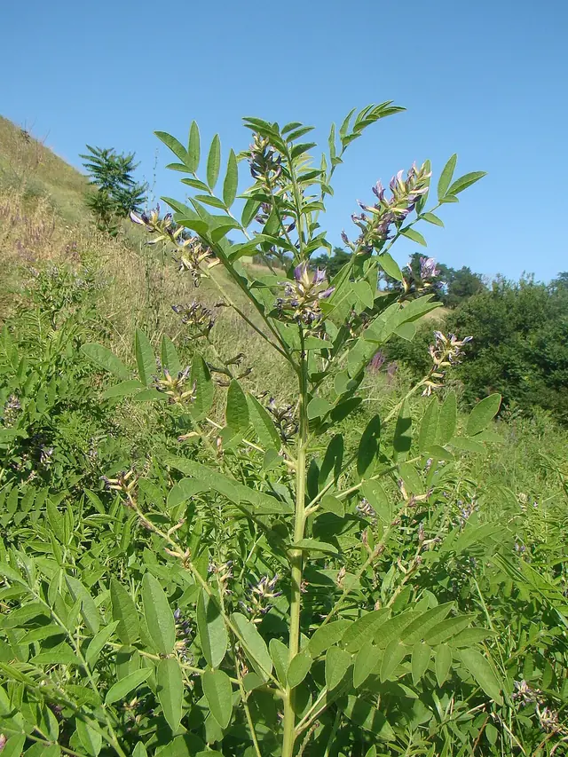 Tall stems with pinnate leaves and clusters of small pale violet flowers