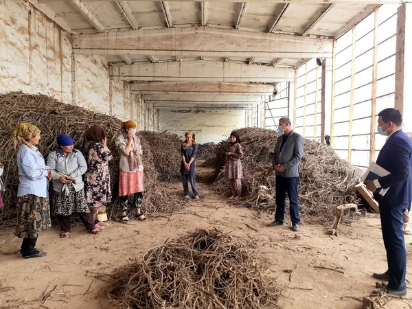 Raw licorice root stored under cover