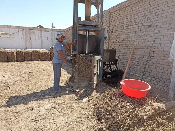 Pressing root into bales, with finished bales behind