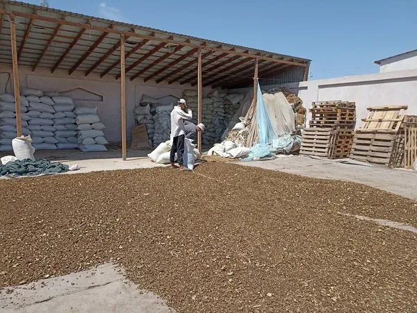 Cut root drying in the open air on the yard