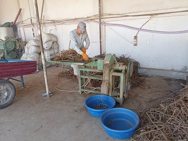Machine cutting sticks into tablets