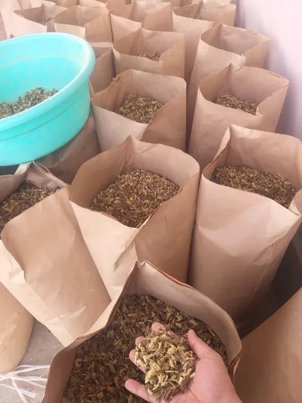 Paper bags of cut root, ready to close