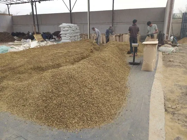Cut root in the shed, being bagged and weighed