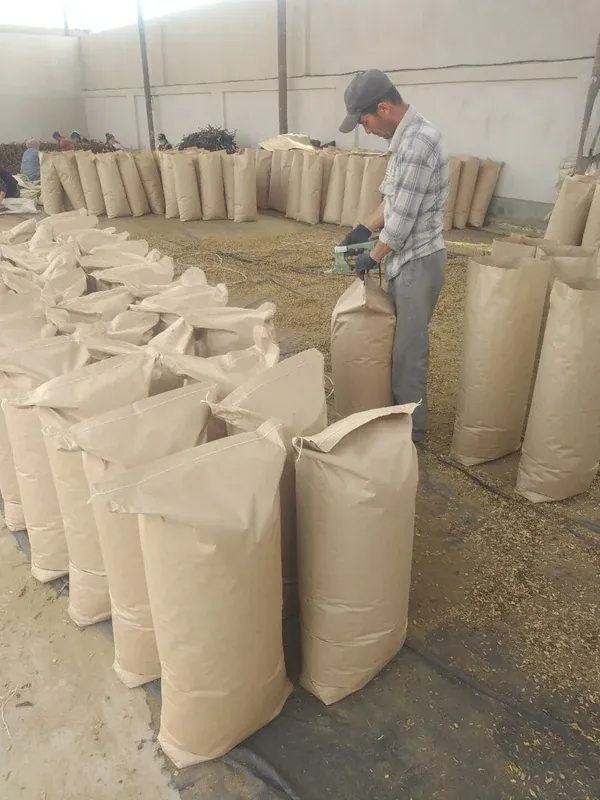Filling and sewing paper bags of cut root
