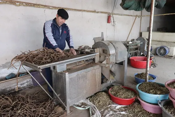 Machine cutting of root into slices or tablets