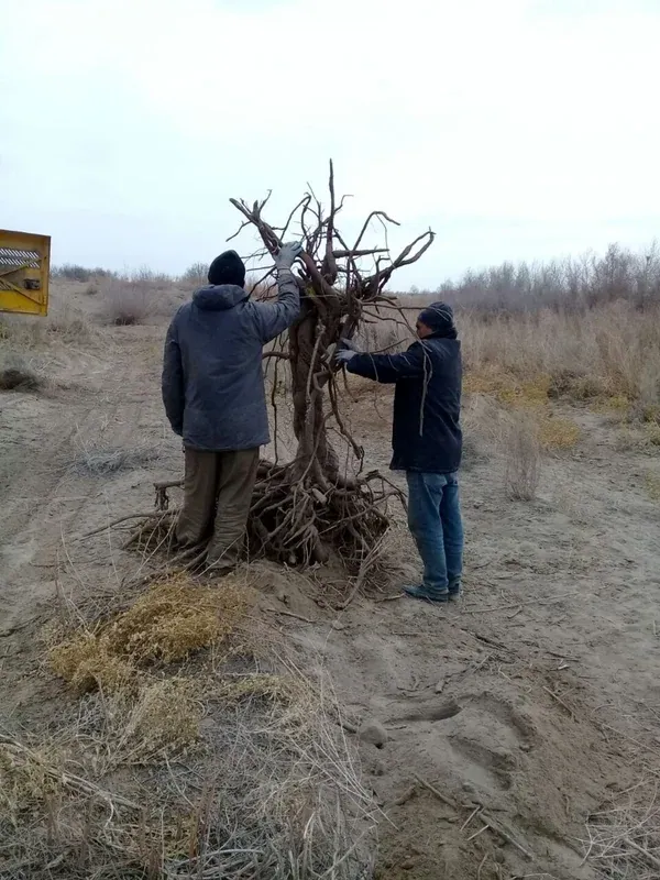 Wild licorice root, dug up in the field