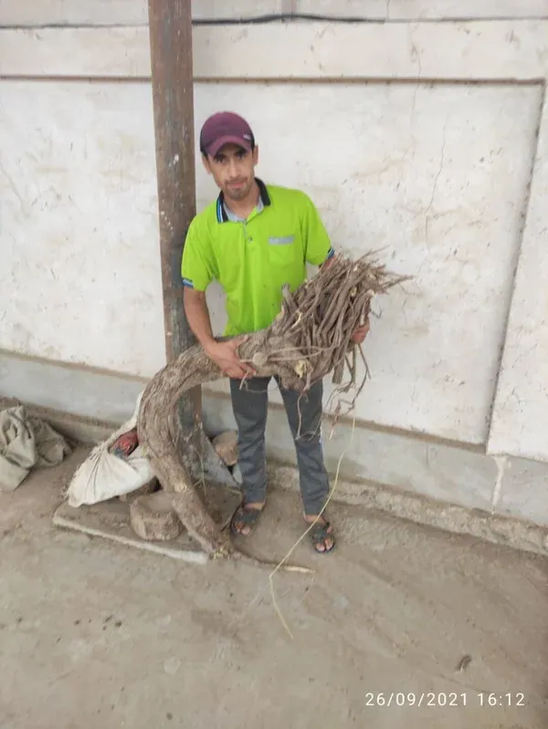 A worker holding a large wild licorice root