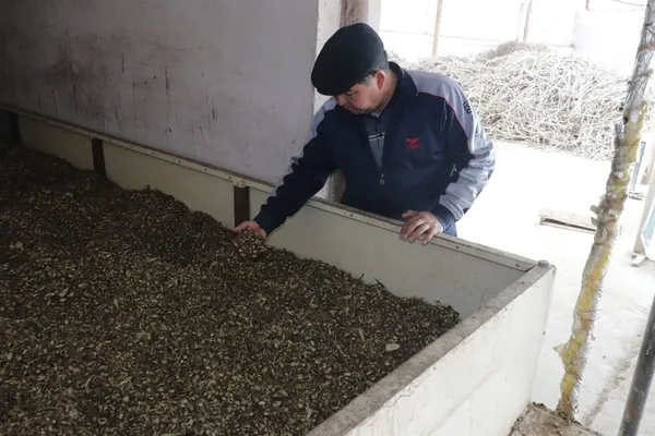 Checking dried cut root